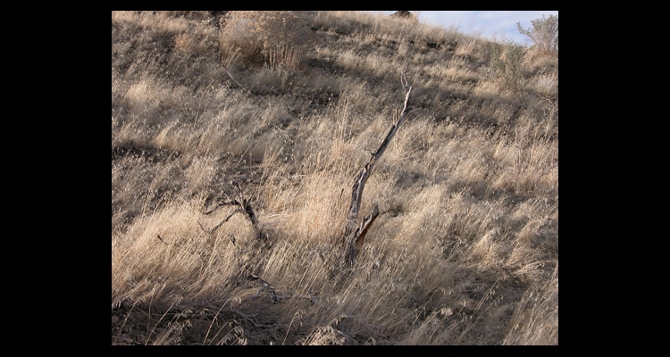 Cheatgrass: Fire and Forage on the Range